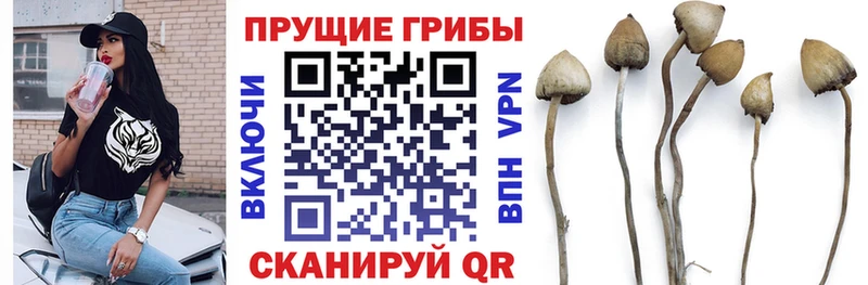 Купить закладки  Шиханы  Псилоцибиновые грибы прущие грибы 